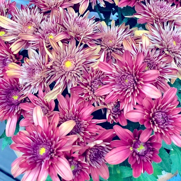 Meet your Posher, Mae - Picture 1 of 1